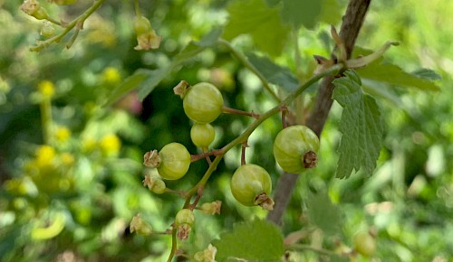 Die ersten Beerensträucher haben Früchte angesetzt